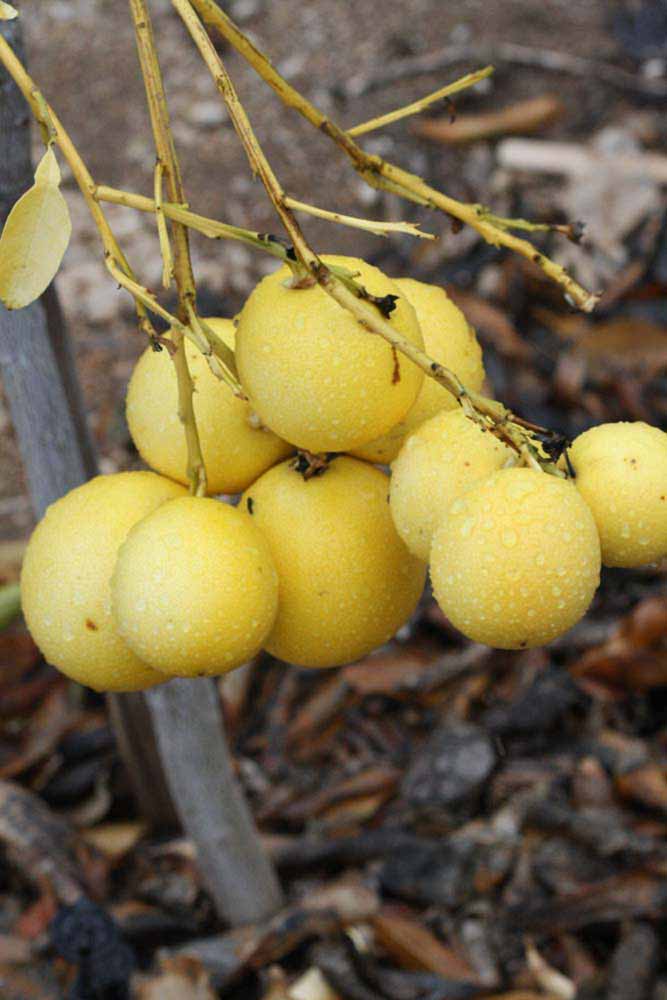              Fruit (Riverside, CA)       